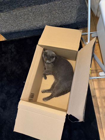 Maya