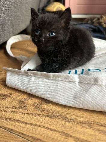 5 kittens ready 14th sep