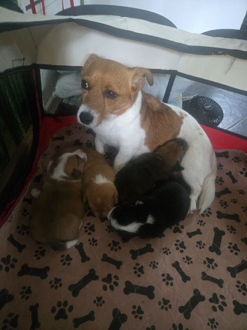 Jack Russell