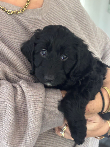 Fully heath and genetically tested F2 cockapoos - only one beautiful black boy available