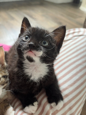 Black and white boy kitten