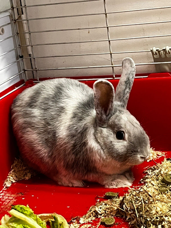 Rabbit