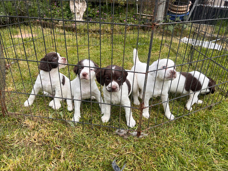 Working springer pups
