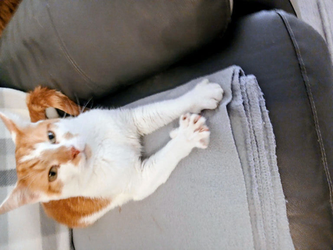 Handsome Cat