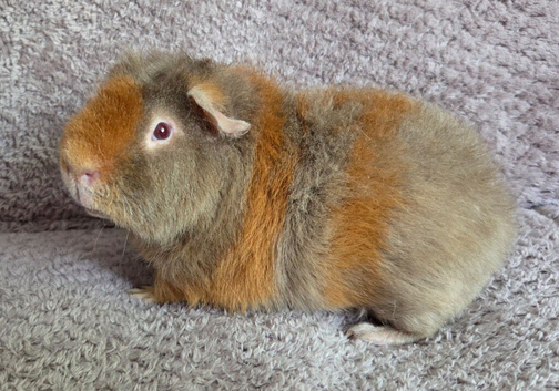 Teddy Boars available