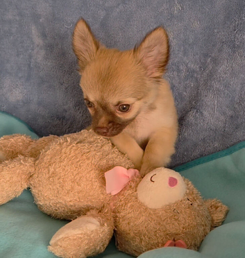 Meet 'Charlie Buttons' (11 week old coat chihuahua boy)