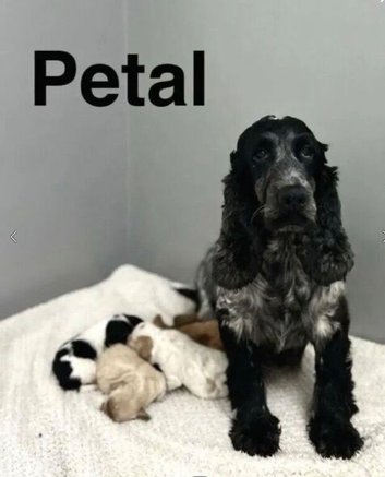 Petal 4 beautiful colour cockapoo girls and boys waiting for a home now