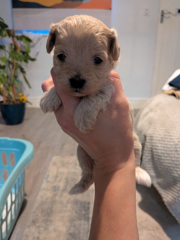 Gorgeous lhasapoo puppies