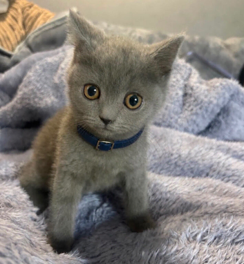 5 pure British Short Hair kittens looking for their forever homes.