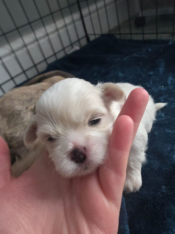 Cava-tzu x Dachshund