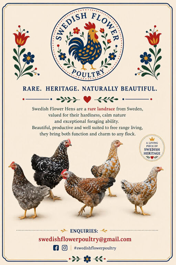 Laying Swedish Flower Hens - rare breed