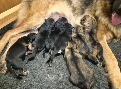 Beautiful German Shepherds