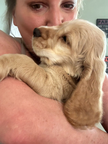 7 golden cocker spaniels