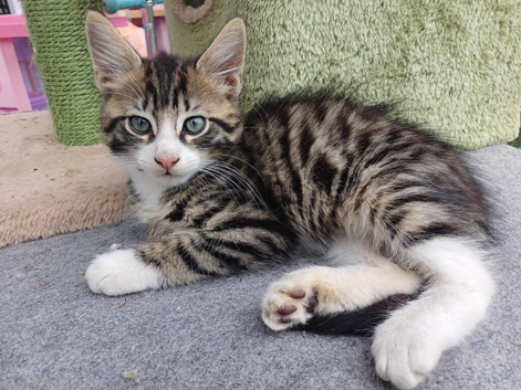 Bengal Main coon cross boy