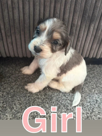 Beautiful maltipoo puppies