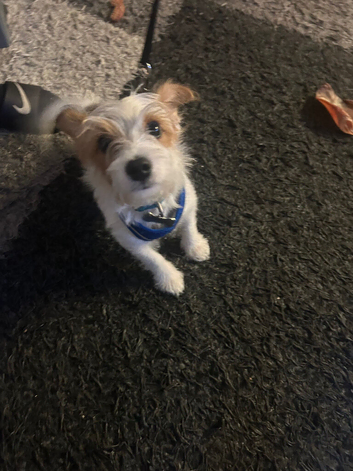 Miniature jack russell