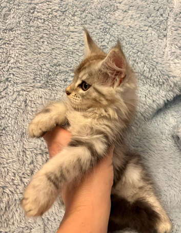 Beautiful TICA Active Registered Kittens