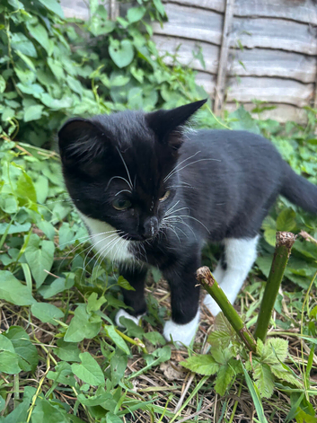 Kitties