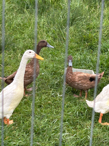 Pair of white runner ducks one male and one female