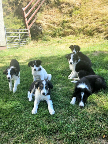 6 Border collie pups for sale