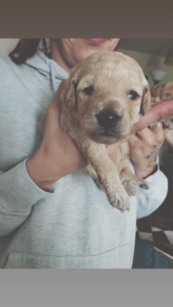 Puppies for sale! Golden doodles