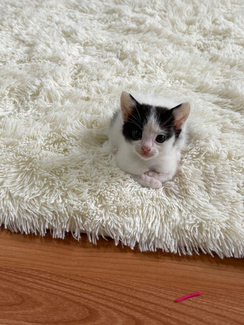 2 male kittens