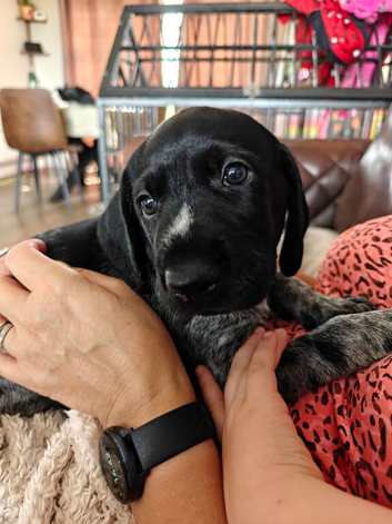 KC registered German Wirehaired Pointer puppies