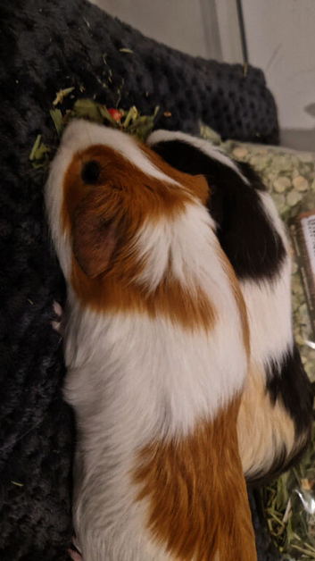 2 boars