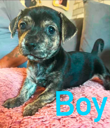 Jack Russell Cross Pocket Bully Puppies