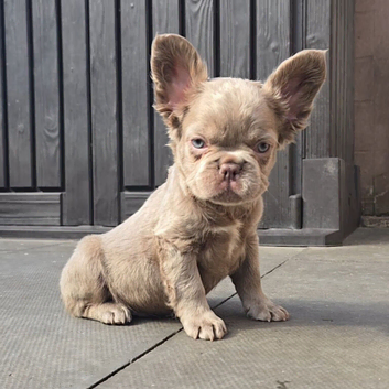 KC Fluffy French Bulldog Puppies
