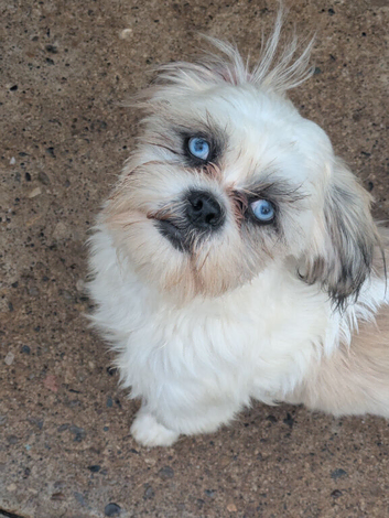 Lhasa apso boy pups
