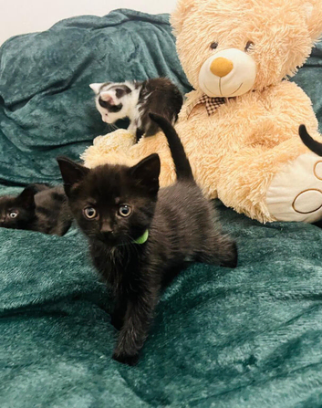 Lovely black kitten looking for forever home