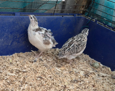 Quail