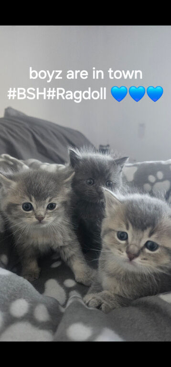 BSH/RAGDOLL Kittens