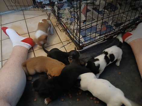 Mix breed pups