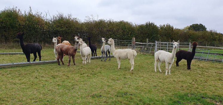 Delightful alpacas for sale