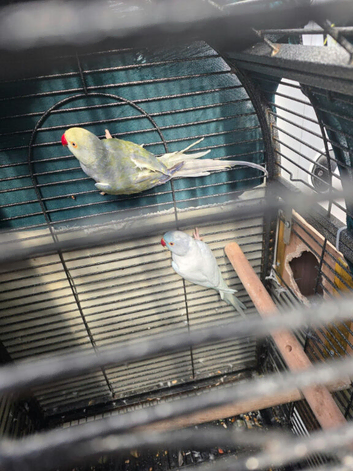 Ringneck parrot