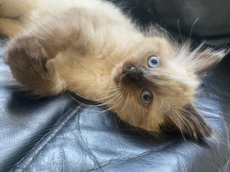 Chocolate minx ragdoll