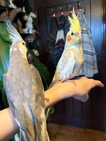 Pair of tame cockatiels
