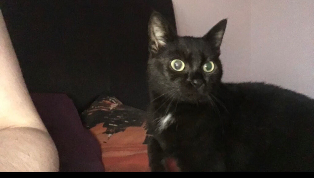 Searching for Puss&rsquo; new home