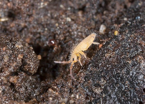 White Springtails - Folsomia Candida + Dry Food + Organic Worm Castings 20g