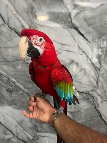 Stunning HandReared Hand Tame Talking Greenwing Macaw