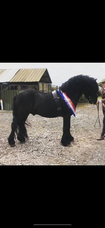 Beautiful fell stallion