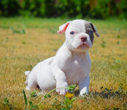 Olde English bulldog puppies !!