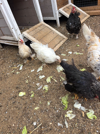 Pekin bantams