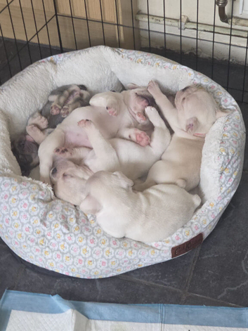 French Bulldog puppies