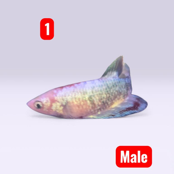 Betta fish