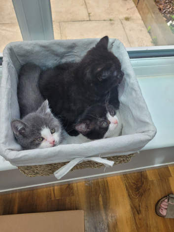 Gorgeous BSH Cross kittens for sale
