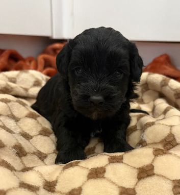 Miniature cockerpoo puppies