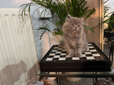 Ready Now. Stunning doll faced solid blue Persian girl